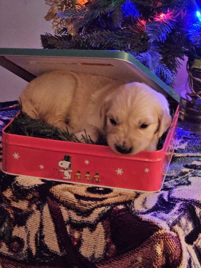 Second photo of Sky, a cute Golden Retriever puppy.